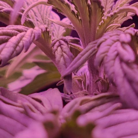 GROOT growlog photo: Female cannabis plant. Sex determined by pistils