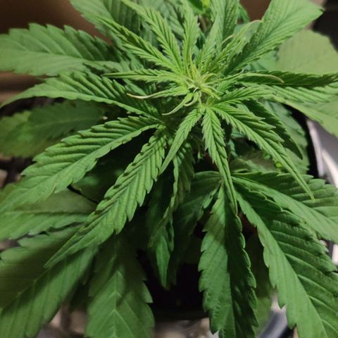 GROOT growlog timeline photo