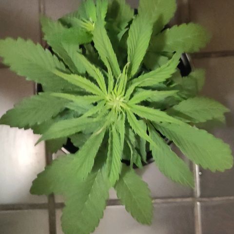 GROOT growlog timeline photo