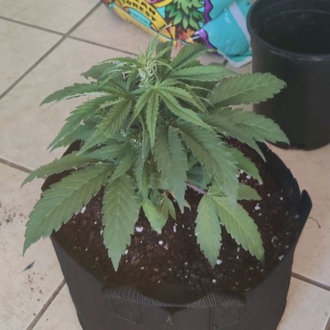 GROOT growlog photo: New 3 gal pot 