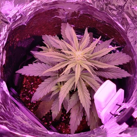 GROOT growlog timeline photo