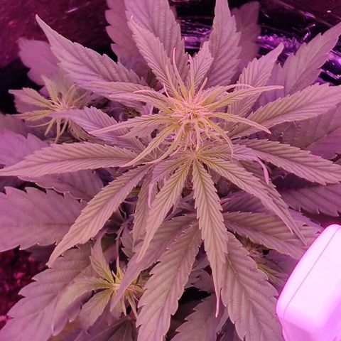 GROOT growlog timeline photo