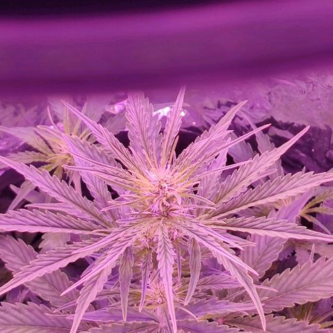 GROOT growlog timeline photo