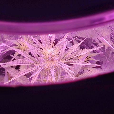 GROOT growlog timeline photo