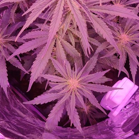 GROOT growlog timeline photo