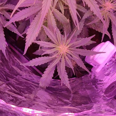 GROOT growlog timeline photo