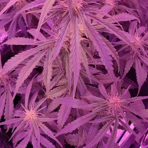 GROOT growlog photo: After feeding photo
