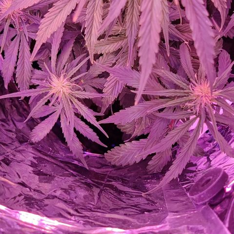 GROOT growlog photo: After feeding photo