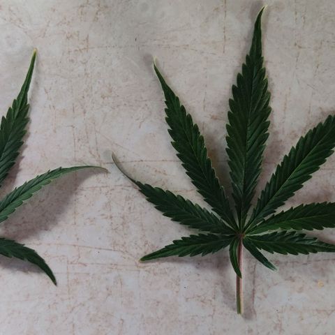 GROOT growlog timeline photo