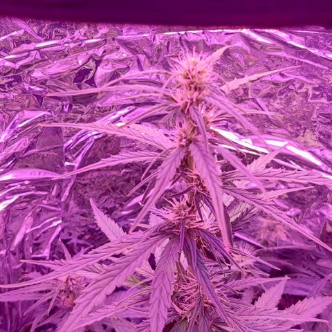 GROOT growlog timeline photo