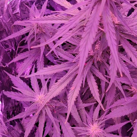 GROOT growlog timeline photo
