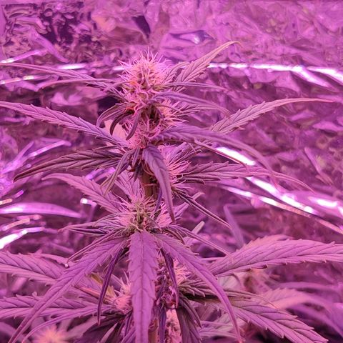 GROOT growlog timeline photo