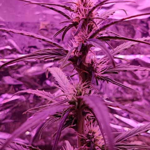 GROOT growlog timeline photo