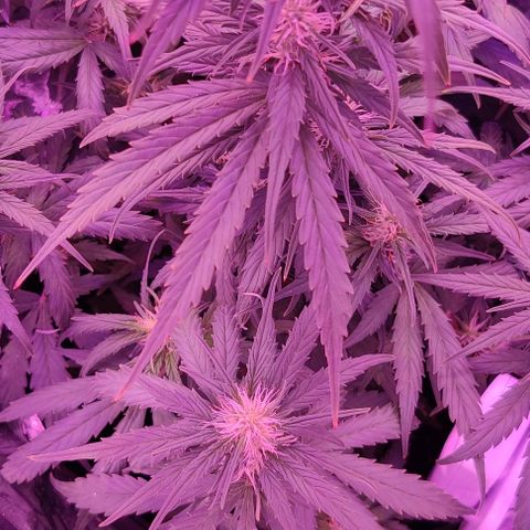 GROOT growlog timeline photo