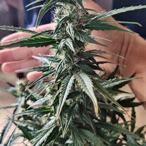 GROOT growlog timeline photo
