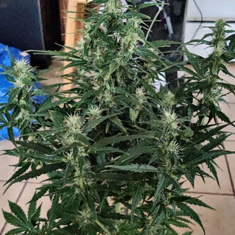 GROOT growlog timeline photo
