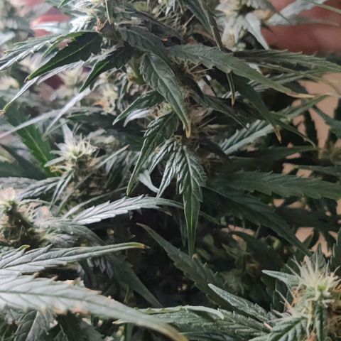 GROOT growlog timeline photo