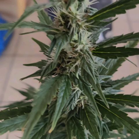 GROOT growlog timeline photo