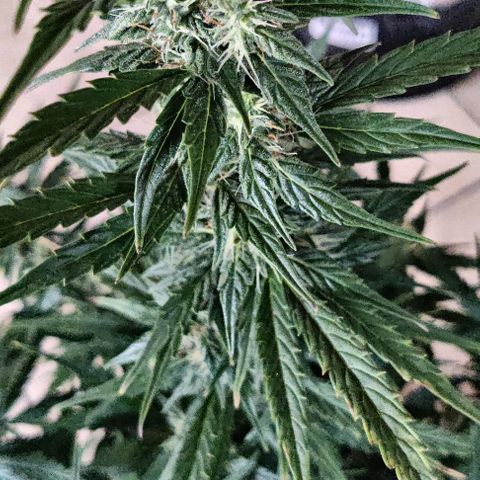 GROOT growlog timeline photo