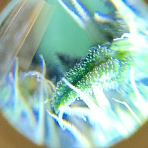 GROOT growlog timeline photo