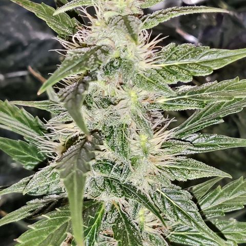 GROOT growlog timeline photo