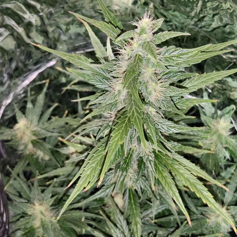 GROOT growlog timeline photo