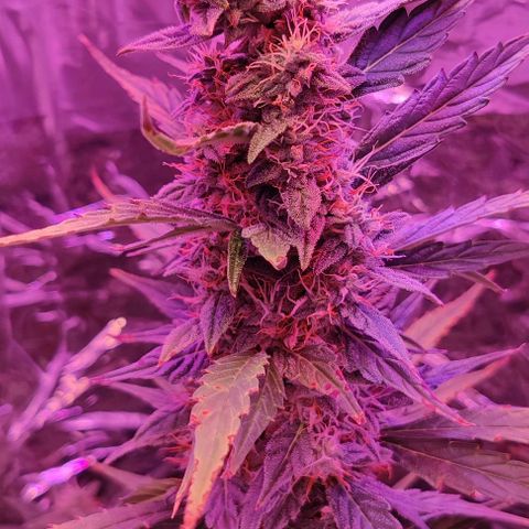 GROOT growlog timeline photo