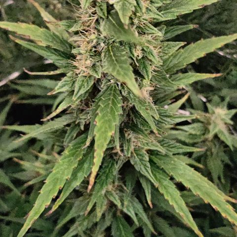 GROOT growlog timeline photo
