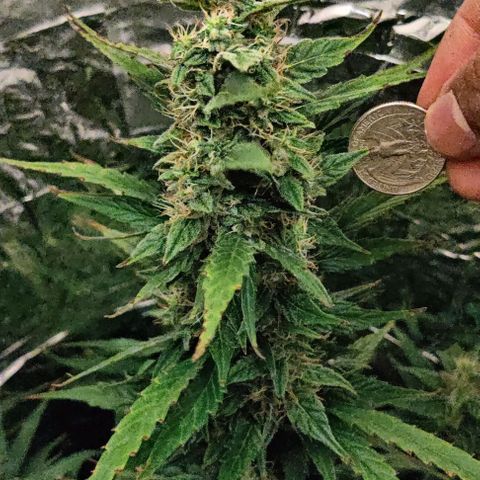 GROOT growlog timeline photo