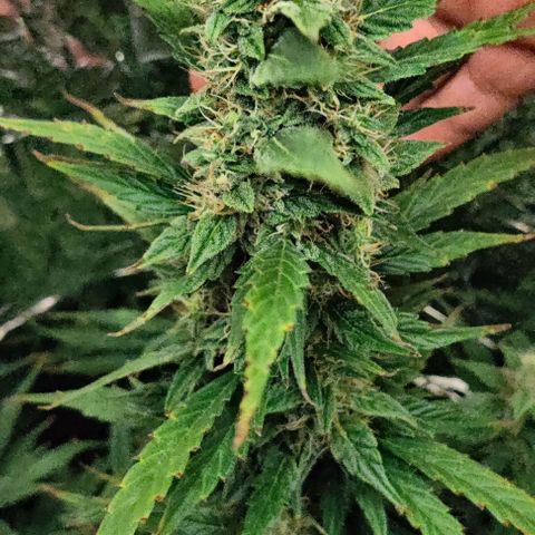 GROOT growlog timeline photo