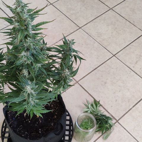 GROOT growlog timeline photo