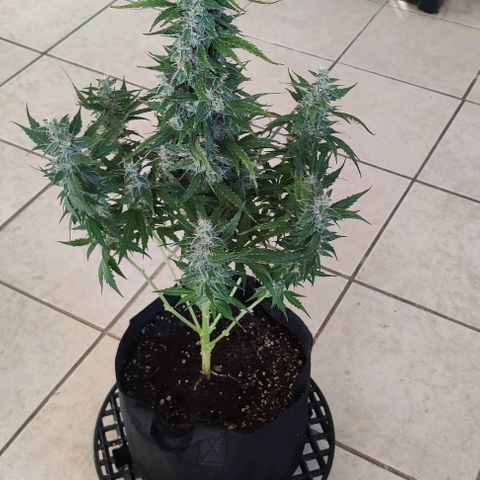 GROOT growlog timeline photo