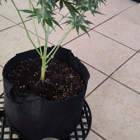 GROOT growlog timeline photo