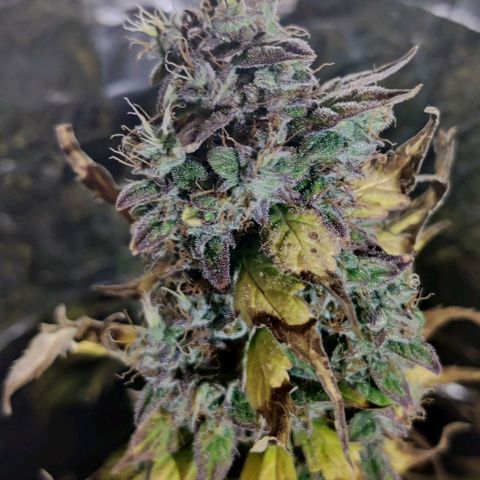 GROOT growlog timeline photo