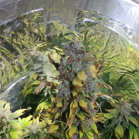 GROOT growlog timeline photo