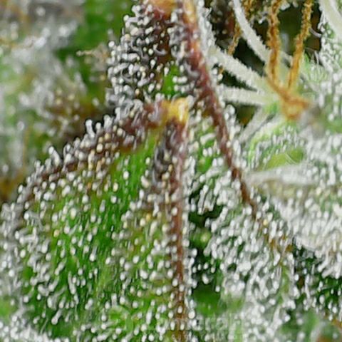 GROOT growlog timeline photo