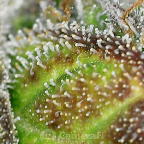 GROOT growlog timeline photo