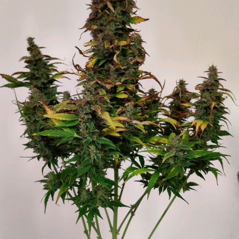 GROOT growlog photo: Harvest day 🪓🪓🪓