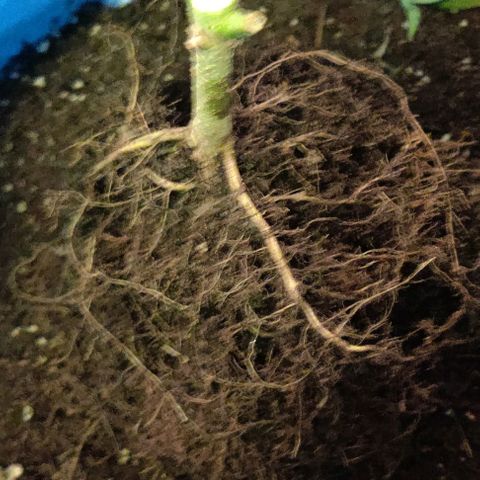 GROOT growlog photo: Harvest day 🪓🪓🪓