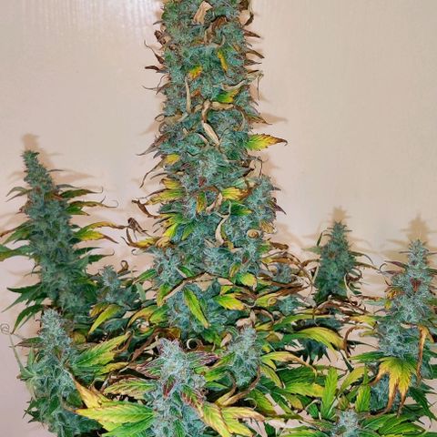 GROOT growlog photo: Harvest day 🪓🪓🪓