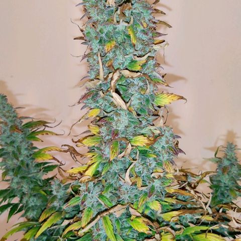 GROOT growlog photo: Harvest day 🪓🪓🪓