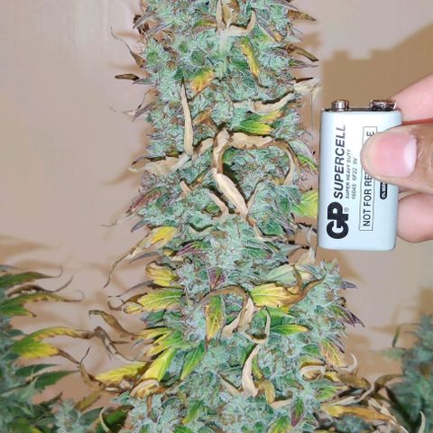 GROOT growlog photo: Harvest day 🪓🪓🪓