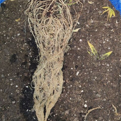GROOT growlog photo: Harvest day 🪓🪓🪓