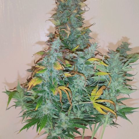 GROOT growlog photo: Harvest day 🪓🪓🪓