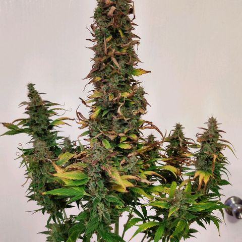 GROOT growlog photo: Harvest day 🪓🪓🪓
