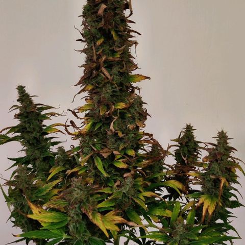 GROOT growlog photo: Harvest day 🪓🪓🪓