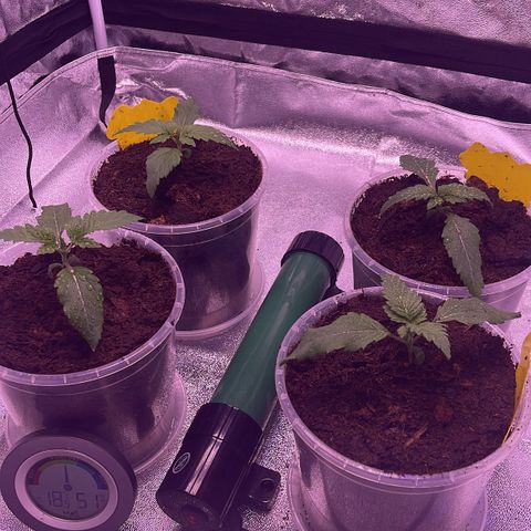Master Kush growlog photo: Heute umgetopft und leicht gedüngt 