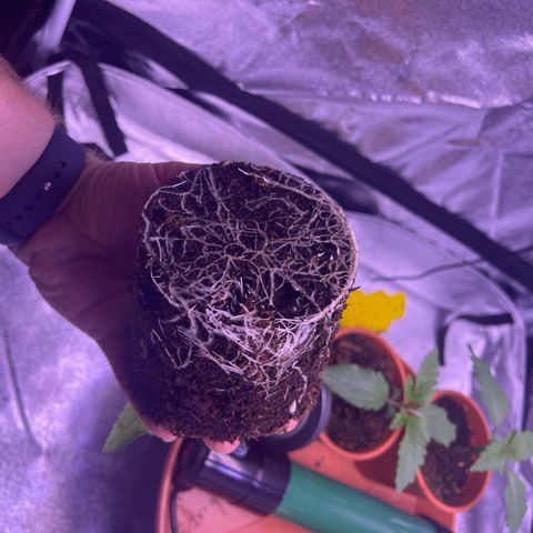 Master Kush growlog photo: Heute umgetopft und leicht gedüngt 