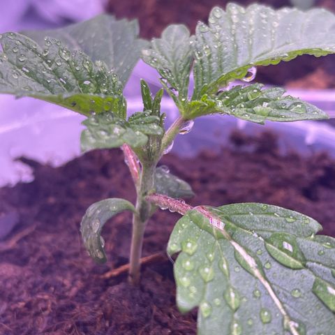 Master Kush growlog timeline photo