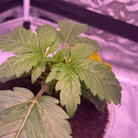 Master Kush growlog timeline photo